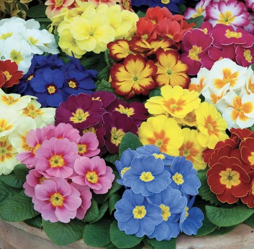 Primula veris giant mix - giant,