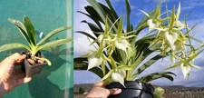 Angraecum Veitchii, Orchid, Orchid