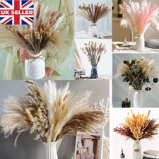 Pampas Grass Natural Dried