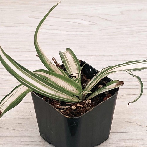 House plant chlorophytum - plant,