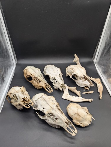 British fallow deer skull - british,