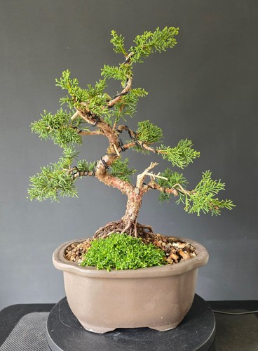 Chinese juniper bonsai - 10",