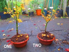 18inch inc. pot Lions Head