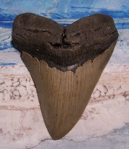 Megalodon shark tooth 8 - 5, 1/8"