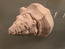 Large 20cm Whelk Fox head