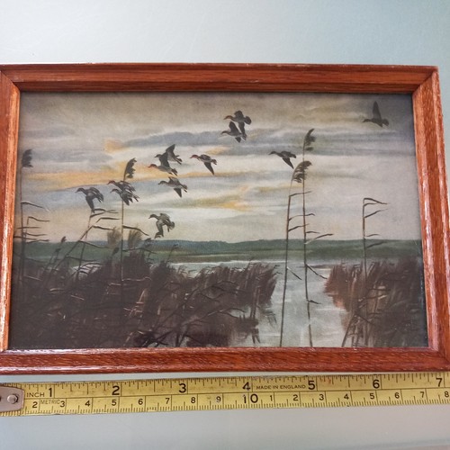 Vintage sir peter scott print - vintage,
