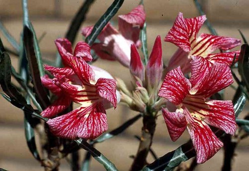 Adenium somalense variety - somalense,