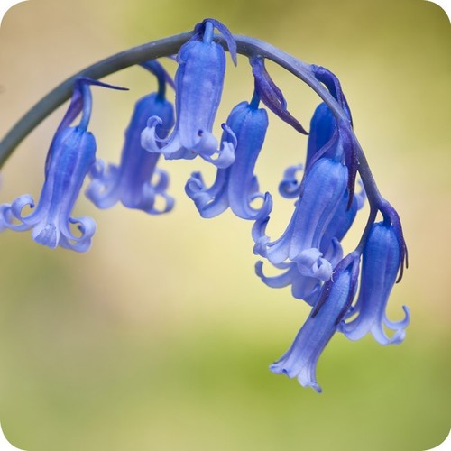 100x english bluebell bulbs - 100x,
