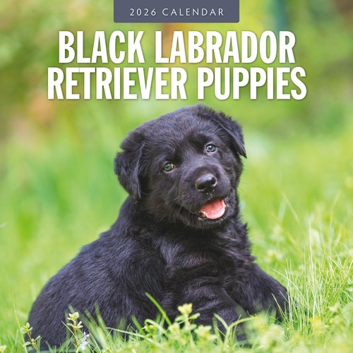 Black labrador retriever - labrador,