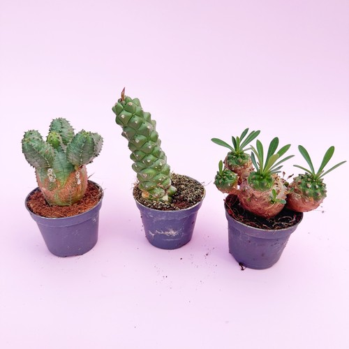 Mixed euphorbia set - euphorbia,