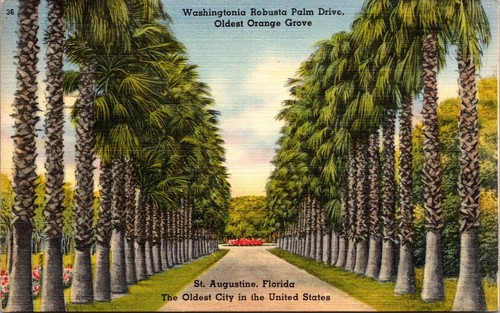 Postcard washingtonia robusta - postcard,