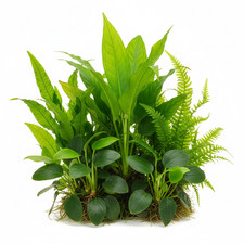 Cichlid-Friendly Plant Pack