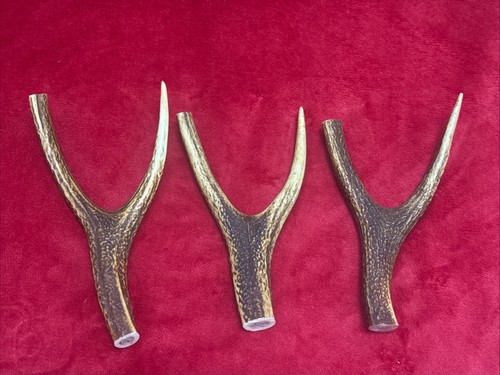 Pieces sika deer antlers - of,