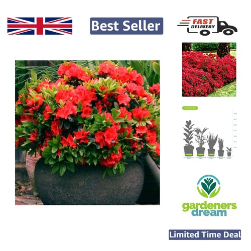 Vibrant red azalea japanese - azalea,
