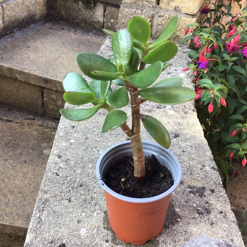 Large jade plant - jade, crassula