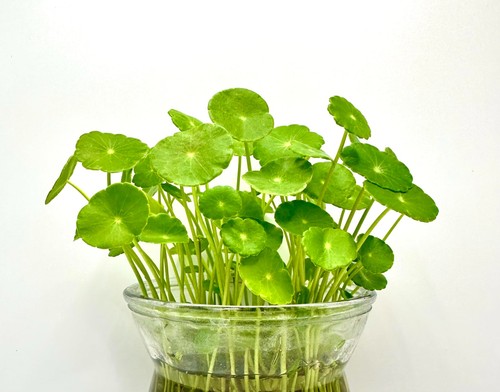 10x water gotu kola - gotu,