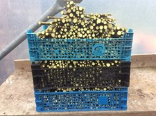 100 super fast growing willow cuttings,hedge,biomass,trees