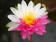 Award Winning Water Lily