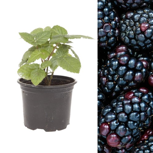 Blackberry fruit plant - blackberry, rubus