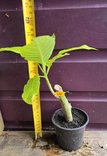 Brugmansia rooted plant - brugmansia,