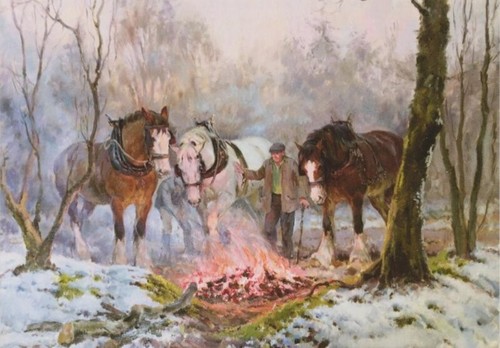 Shire horse suffolk punch - shire,