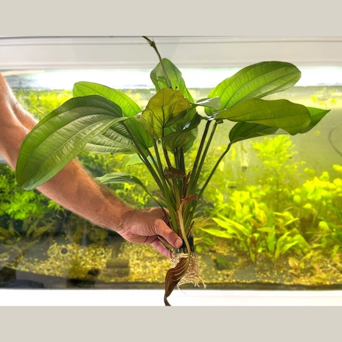 Large echinodorus impaii - impaii, –