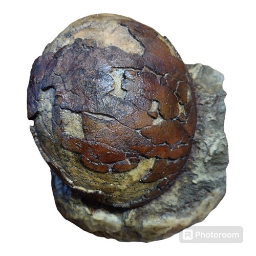Titanosaur egg - titanosaur, (sauropod)
