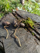 Oak Tree Germinated Acorns For