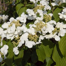 Flowering Shrubs, Viburnum
