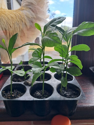 Citrus lemon fruit tree plug - citrus,
