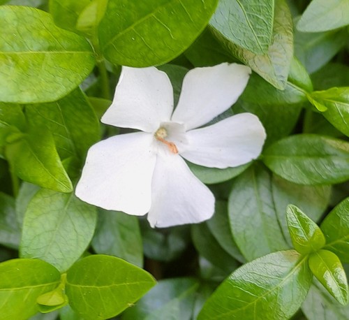 Vinca minor - x, (periwinkle)