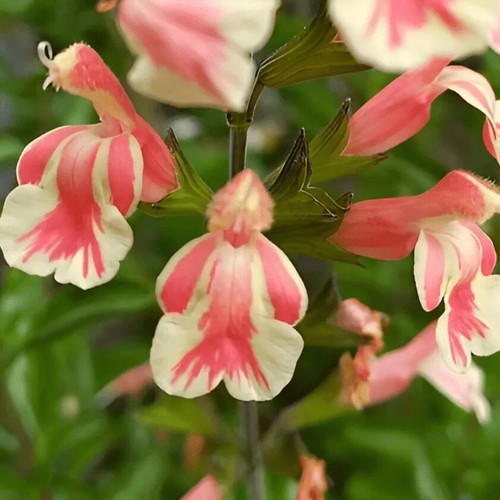 Salvia perennial belle - salvia, de