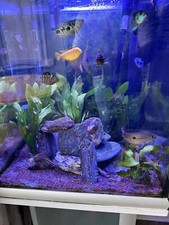 100 Litre Tropical Fish Tank With External & Internal Filtration Plants 