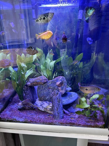 100 litre tropical fish tank - litre,