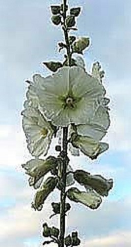 White hollyhocks alcea seeds - white,