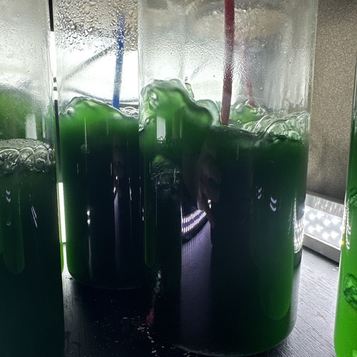 Marine phytoplankton blend - marine,