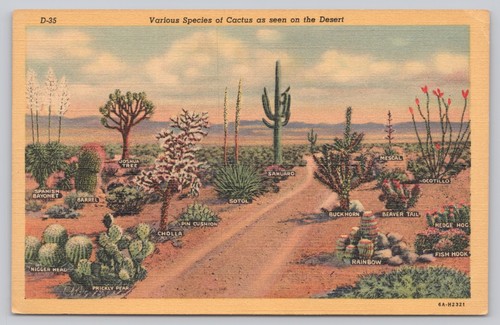 Postcard desert cacti cactus - postcard,