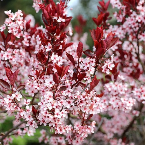 Nigra flowering cherry blossom - flowering,