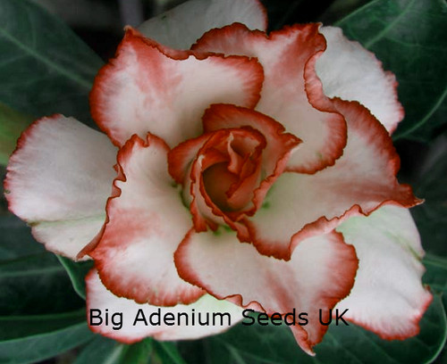 Adenium obesum seeds - 20, x
