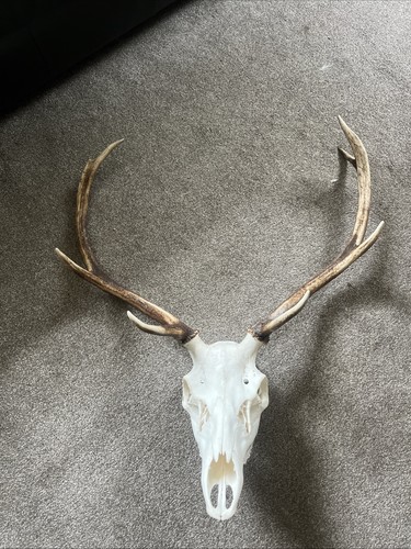 Scottish red deer skull - scottish, with
