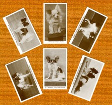 PAPILLON SET OF SIX NAMED DOG