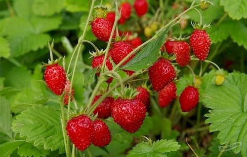 Remontant wild garden - remontant,