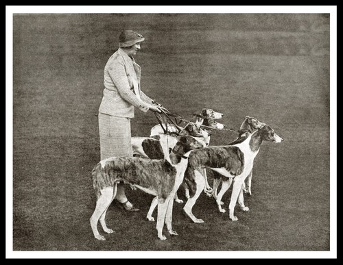 Greyhound lady and - greyhound, dogs