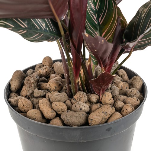 Clay pebbles hydroponics - clay,