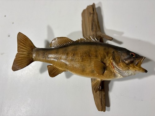Smallmouth bass taxidermy - smallmouth,
