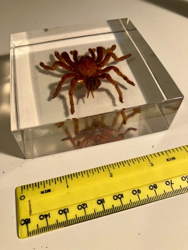 Real tarantula and - scorpion, in