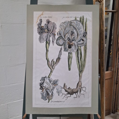 Large vintage botanical - botanical, iris