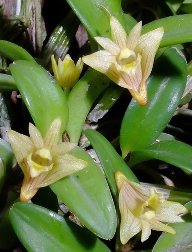 Rare dendrobium pachyphyllum - rare,