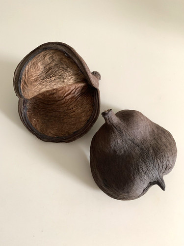 Tropical java tree nut - tropical,