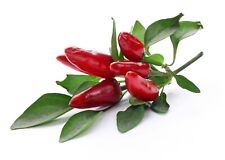 Chilli Peppers Plants -
